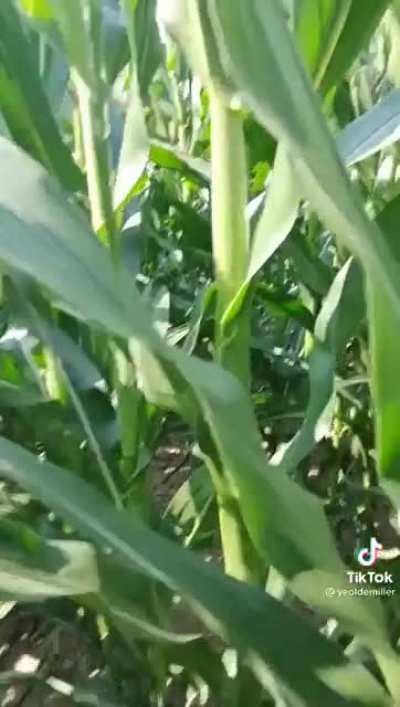 omg it’s corn