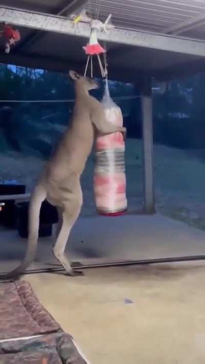 of a Kangaroo