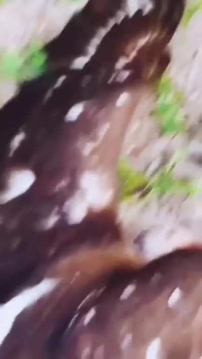 He ded
