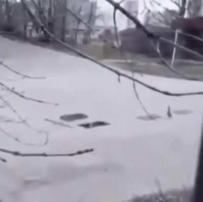 ducks