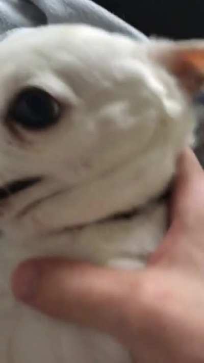 Gremlin