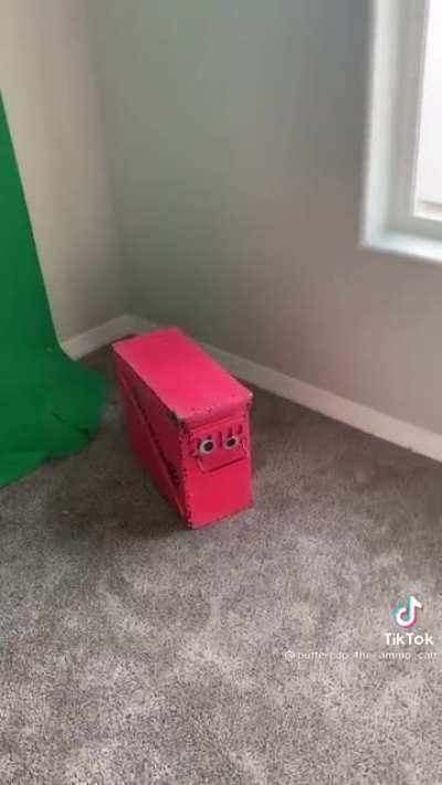 Just a regular video of a regular dog.