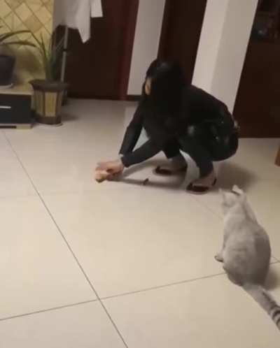 Will the cat chase the mouse?