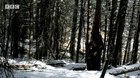 Bears Say Hello