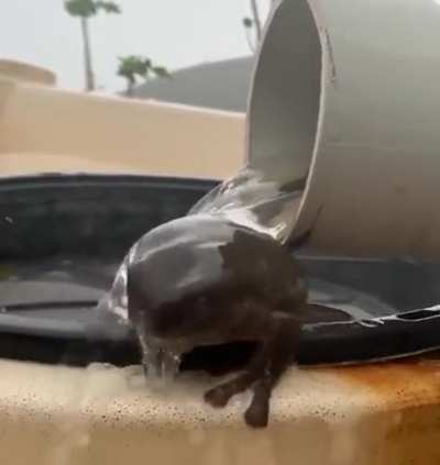 Happy froggo taking a bath