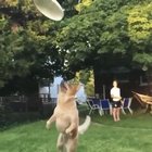 Oh no, doggo!