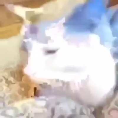cat is sussy