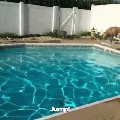 Cutest little diver