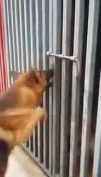Awww it's trying to help it's buddy out