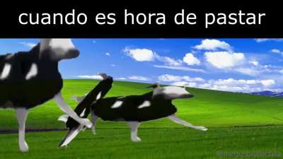 cuando es hora de pastar