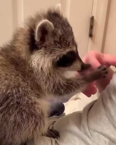 Tiny Manicurist