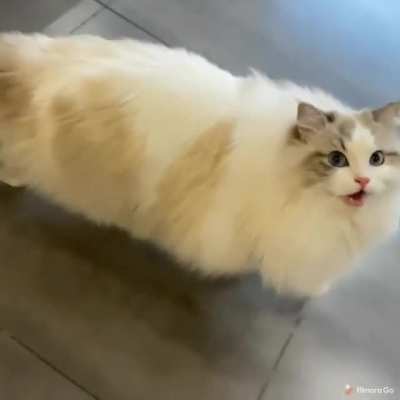 Too much floof!
