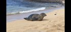 Sea pup went toot!