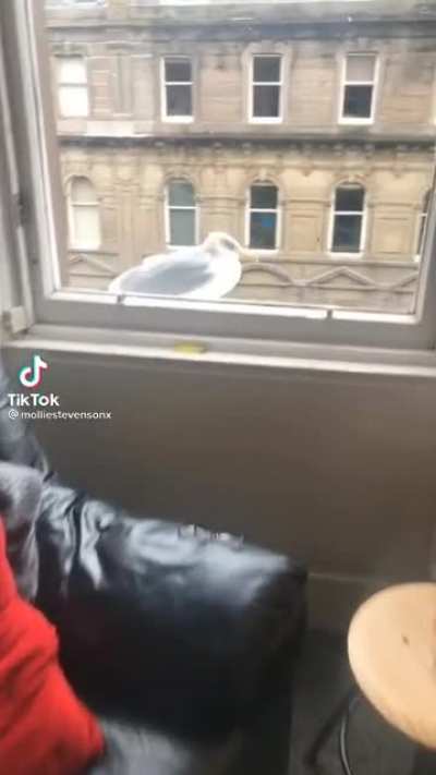aAAH-
