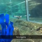 Penguin trying to escape to freedom :(