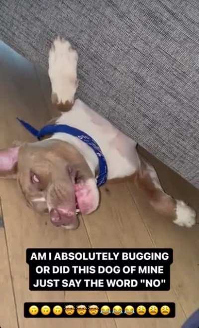 Friends dog just said ‘no’