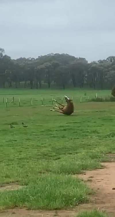 The majestic horse