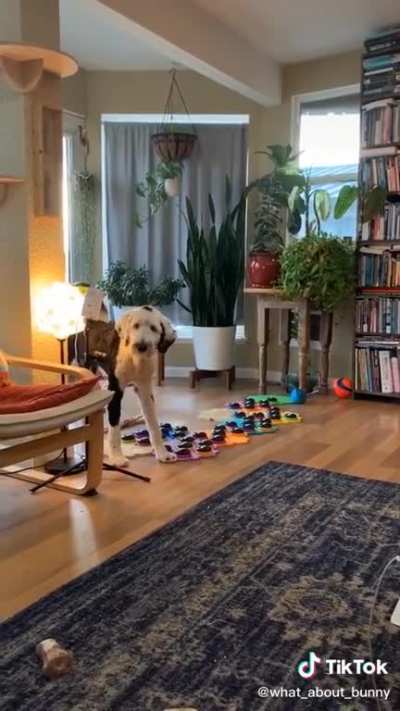 O cachorro é mais esperto que eu