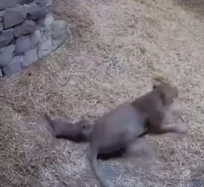 Sneaky Baby