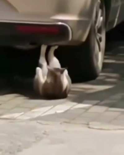 Gymcat :D