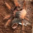This really makes my skin crawl
