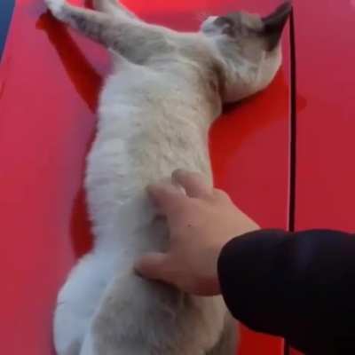 Cat Sleeping on Sports Car Gets Startled by Human