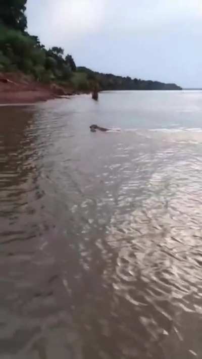 Así un joven puma desembarcaba en costas argentinas, en la provincia de Corrientes, viniendo desde Brasil por el río Uruguay