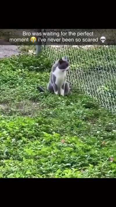 🐱💀