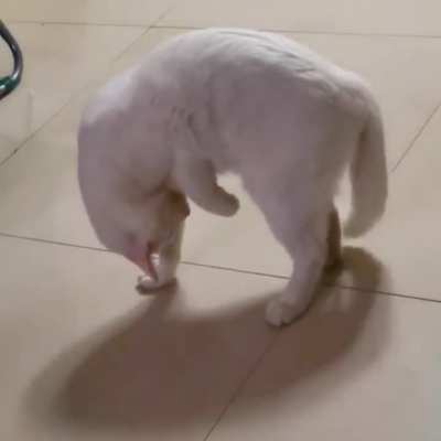 Cats are weird.