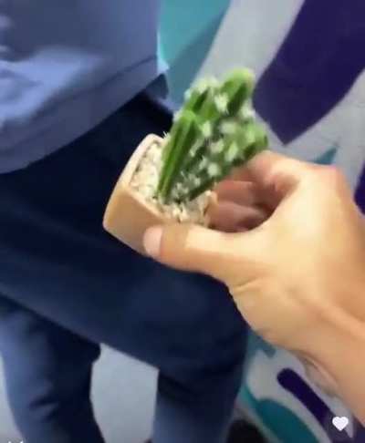 Beware of the cactus