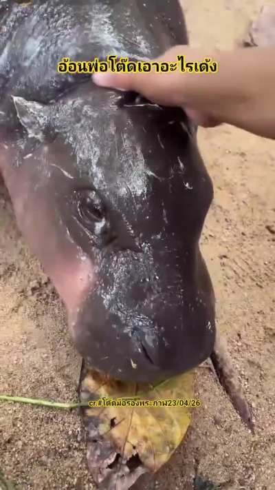 Moo Deng gets petted