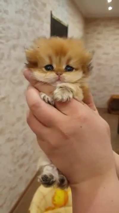 Heimerkitty