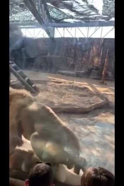 Taking kids to Zoo