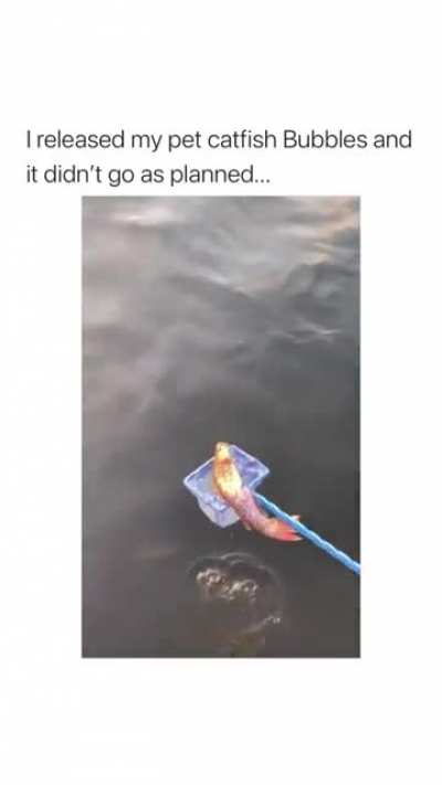 R.I.P Bubbles