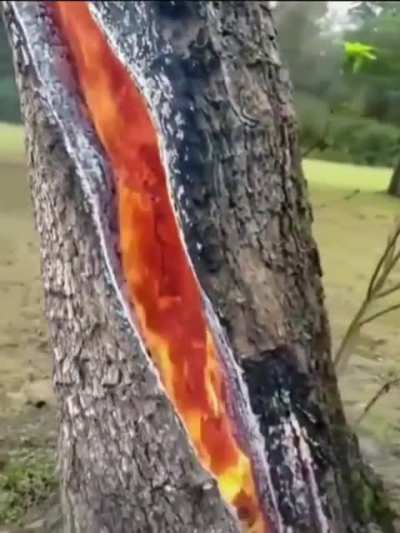 Fire inside a tree after being struck by lightning