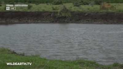 Crocodile Attacks a Cheetah