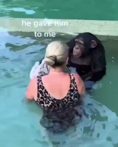 A Chimp Guiding A Baby Tiger To Safety, They Really Are Like Us Humans!❤️