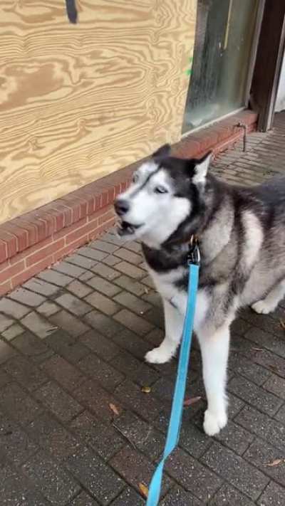 Do woofs count