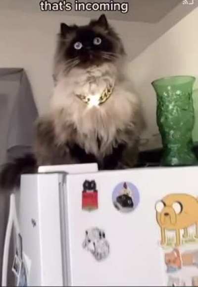 I just wanna pet him