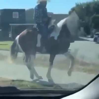 horses and their tastes