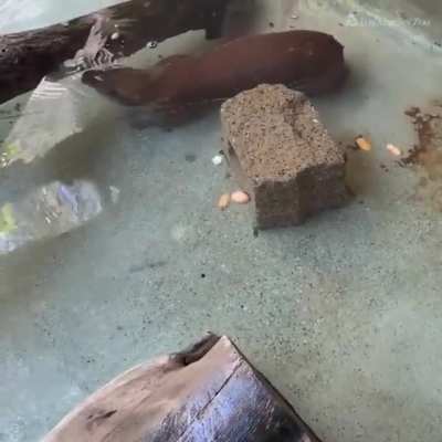 Pacas are slow and cumbersome on land, but they are excellent swimmers, and will head to the water to escape predators, like jaguars, pumas, and bush dogs. They can stay underwater for several minutes.