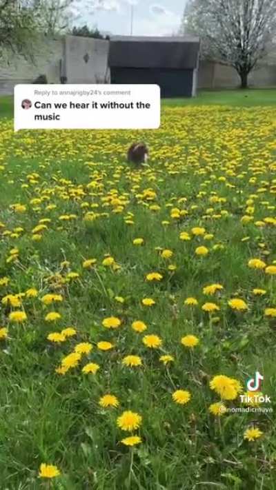 Kitty frolicking in a field of flowers