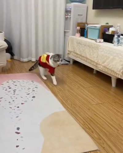 😹коте<wbr>нька троллит своего челов<wbr>ека 😹часть 2