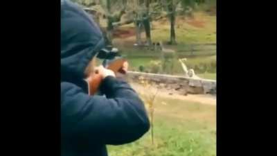 Nice shot