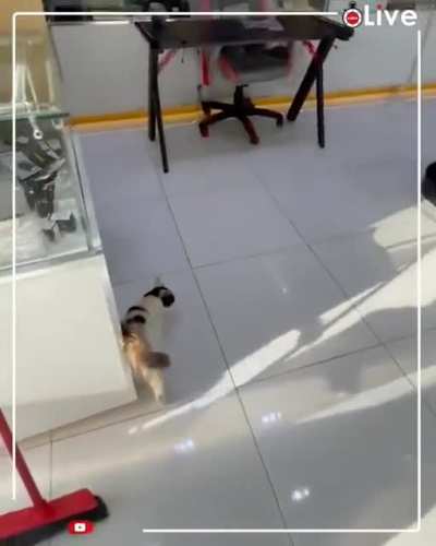 Cat trying to escape the 50°C weather of Kuwait