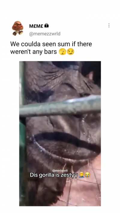 gorilla got rizz 🥵
