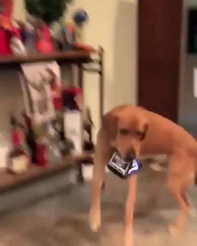 The most good boi