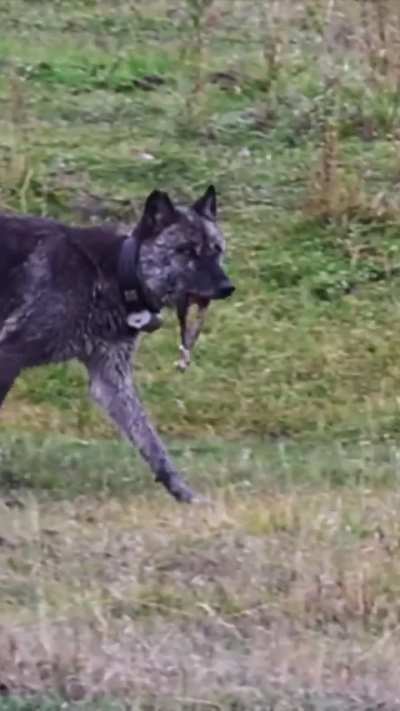 This is Wolf 1276F of the Junction Butte pack in Yellowstone National Park. Her injury is possibly from a hunting encounter with an Elk or Bison.