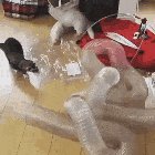 Cat snakes freaking out over a tube