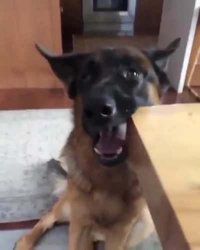 I'll just casually chew the new table...mom won't notice